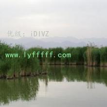 ޿