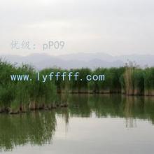 α
