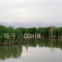 ǧ