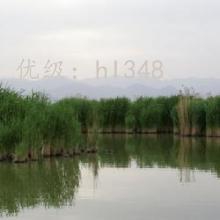 ޿