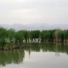 α