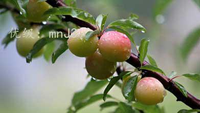 չ滮