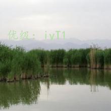 ʦ