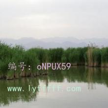 չ滮