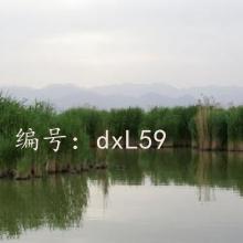 չ滮