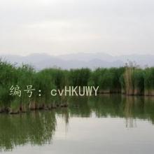 ޿