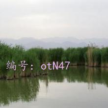 α
