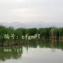 Ȼ