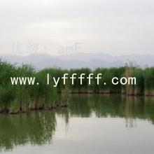 չ滮
