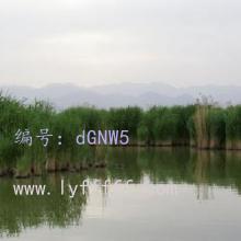 ʦ