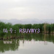 ĩ