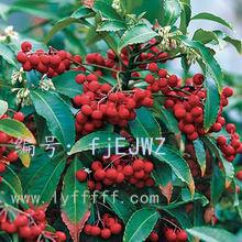 չ滮