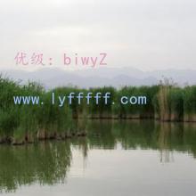 ʦ