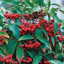 չ滮